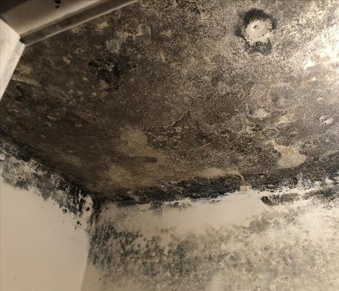 Mold covered ceiling in a closet