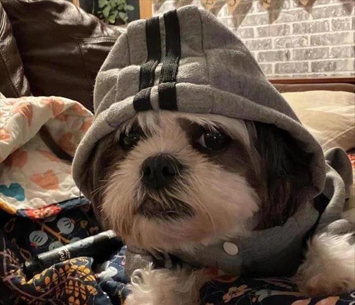 A dog with a hoodie on